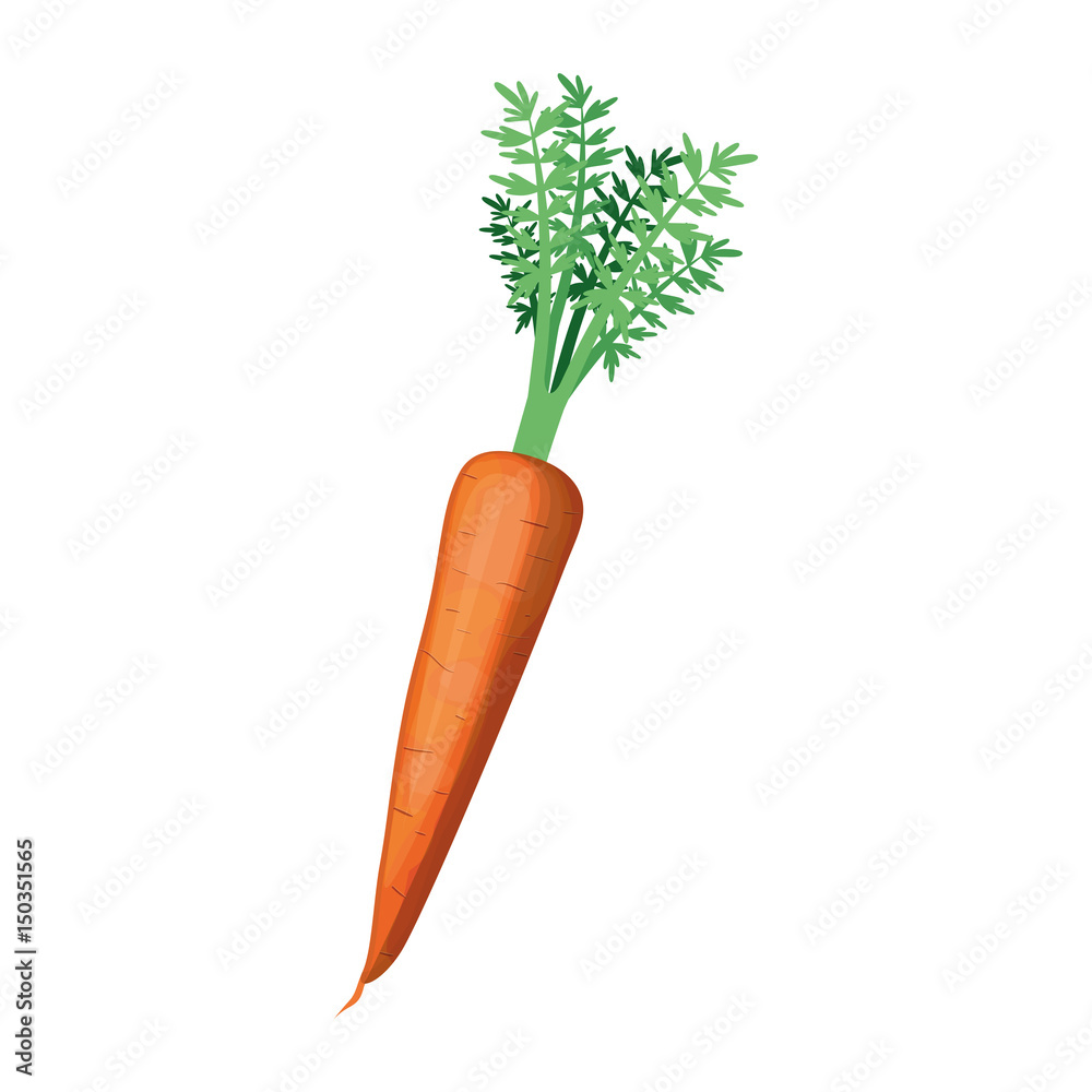 white background of carrot with stem and leaves vector illustration white background of carrot with stem and leaves vector illustration