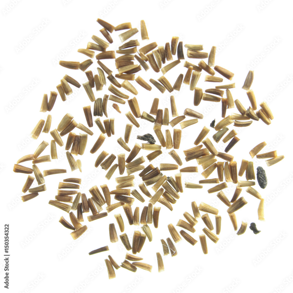 Seeds of golden marguerite (Anthemis tinctoria) isolated on white background Seeds of golden marguerite (Anthemis tinctoria) isolated on white background