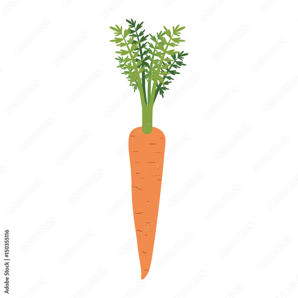 white background of realistic carrot with stem and leaves vector illustration white background of realistic carrot with stem and leaves vector illustration