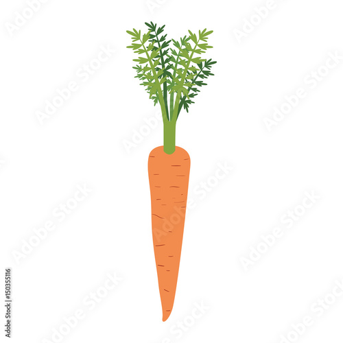white background of realistic carrot with stem and leaves vector illustration