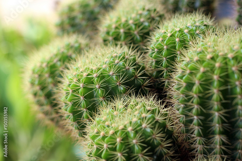 A close up cactus plan