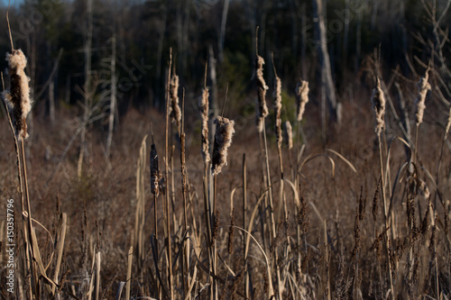 Cattails in a Marsh