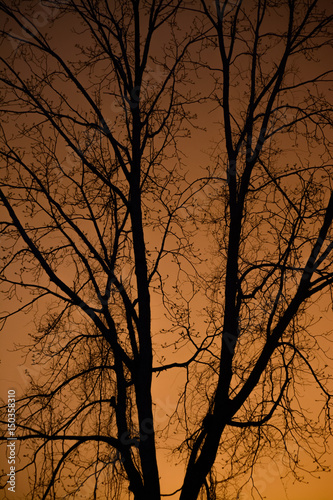 Tree Silhouette Against an Orange Sunset © Tim