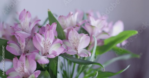 Wallpaper Mural Mothers day flowers close up shallow depth of feild- slow motion Torontodigital.ca