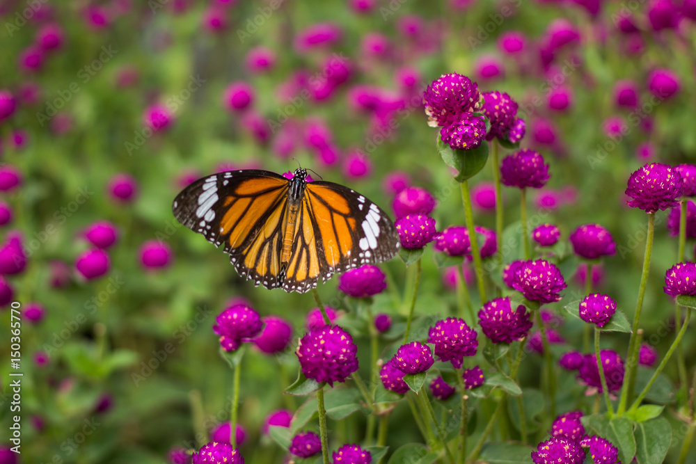 Closeup butterfly on flower blurry background in garden or in nature Closeup butterfly on flower blurry background in garden or in nature