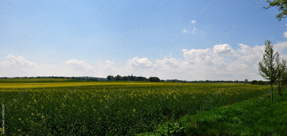 Fototapeta premium Rapsfeld bei Putbus,OT Vilmnitz auf Rügen