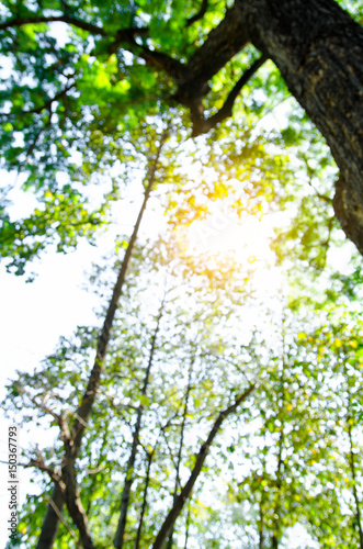 Nature green bokeh from tree background