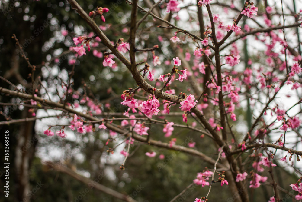 thailand Sakura pink flower in ChiangMai, Thailand thailand Sakura pink flower in ChiangMai, Thailand