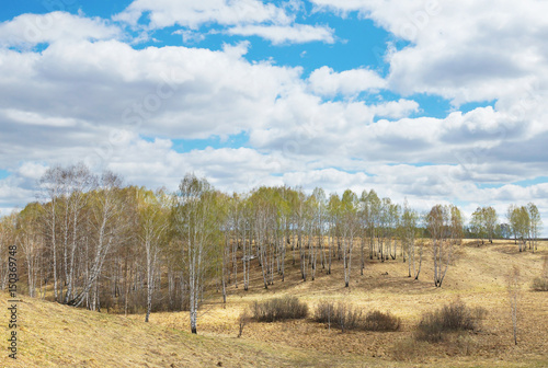 Spring landscape with hills covered by birch woods in sunny cloudy day