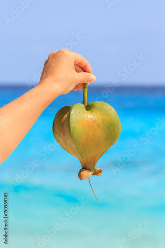 Female hand holding a fruit barringtonia, amid the Andaman sea. Similan Islands photo