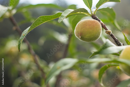 Peaches and leaves on tree