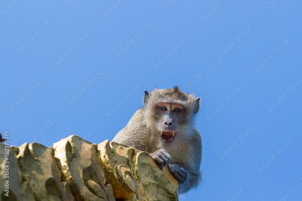 Monkey shows his fangs. Thailand Asia.