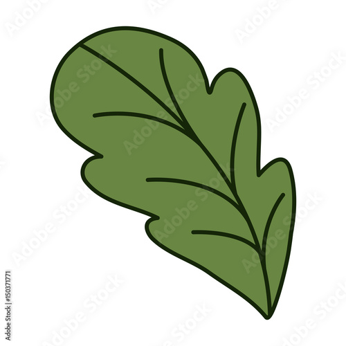 white background with leaf front view of beet with thick contour vector illustration