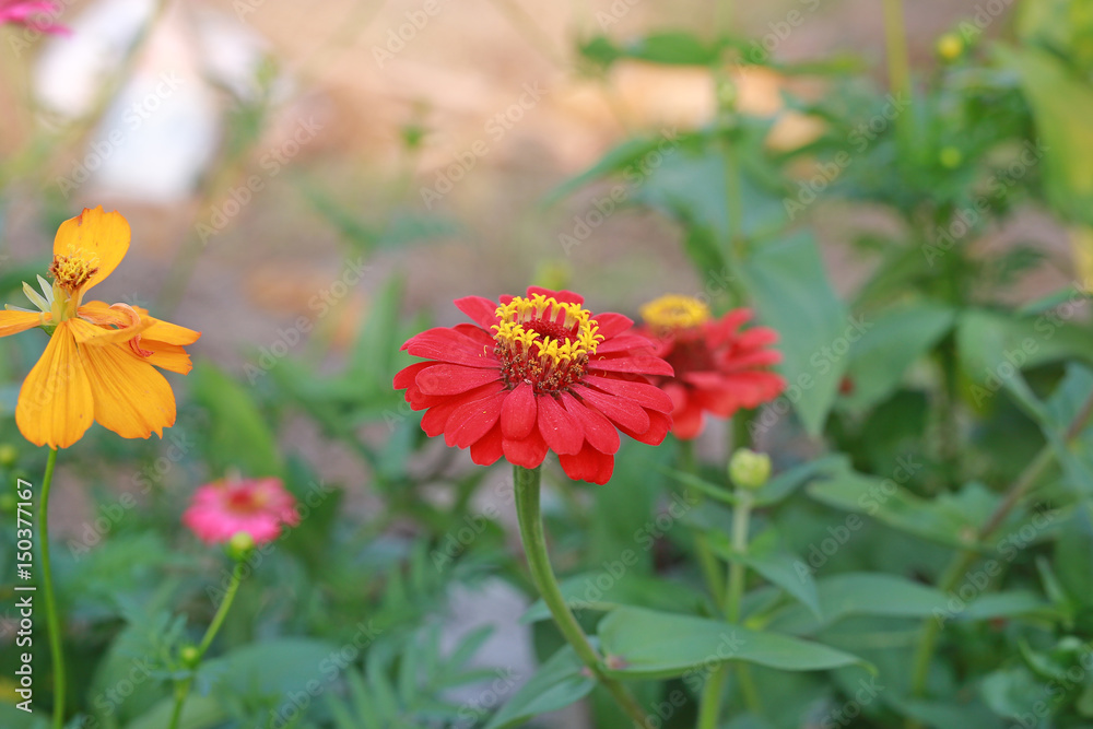 Red zinnia in garden with green leaves background under sunlight. Red zinnia in garden with green leaves background under sunlight.