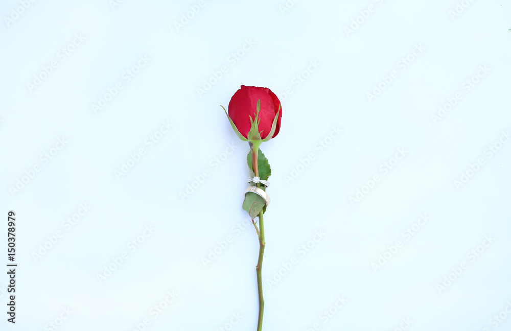Red roses flower with wedding ring on white background. Red roses flower with wedding ring on white background.