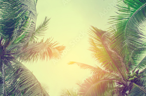 Palm trees against blue sky Palm tree at tropical coast vintage toned and stylized coconut tree © slonme