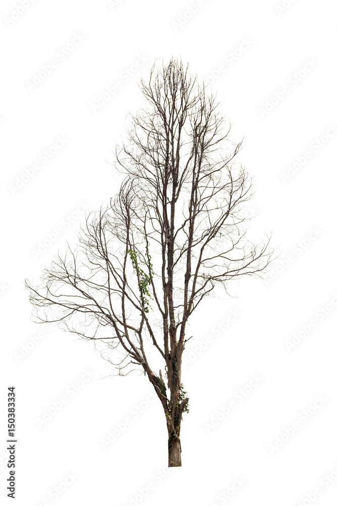 Fototapeta premium Dead hollow tree isolated on white background