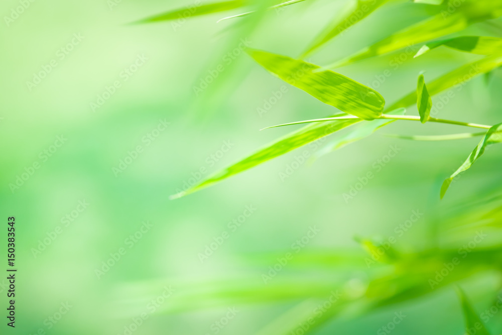 Green leaves, fresh in moring backgroud concept Green leaves, fresh in moring backgroud concept
