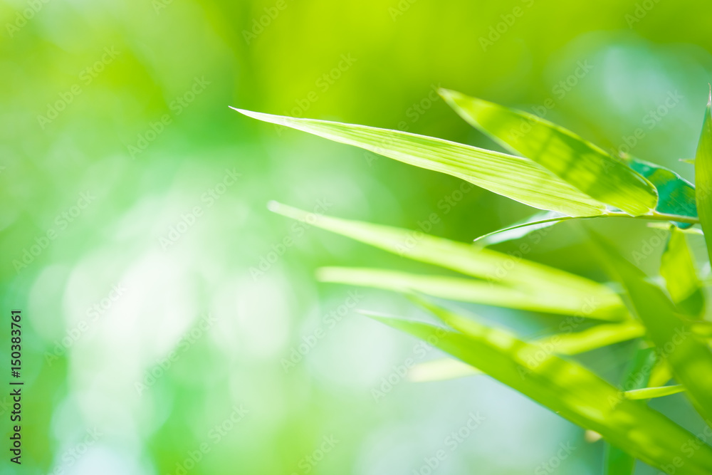 Green leaves, fresh in moring backgroud concept Green leaves, fresh in moring backgroud concept