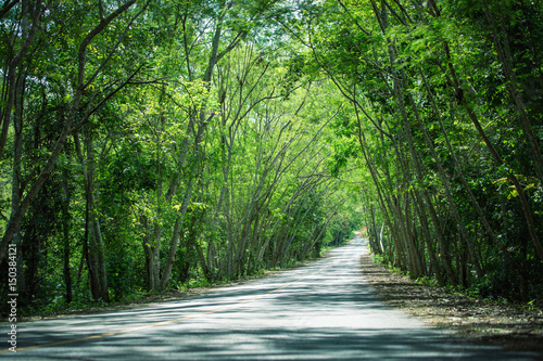 Road covered by green tree