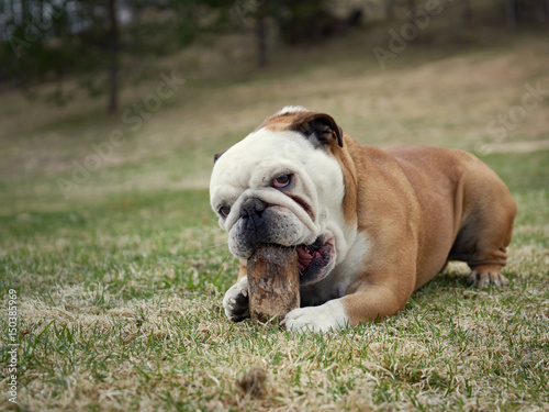 English bulldog playing with wooden stick in countryside. It is looking in the camera.