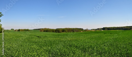 Getreidefeld bei Vilmnitz auf Rügen