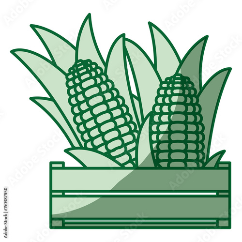 green silhouette of thick contour of wooden box with corn cobs in closeup vector illustration