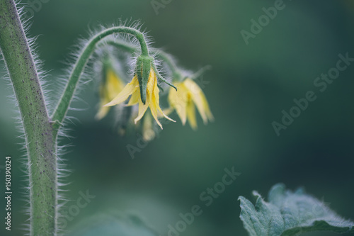 tomato flowers on the stem