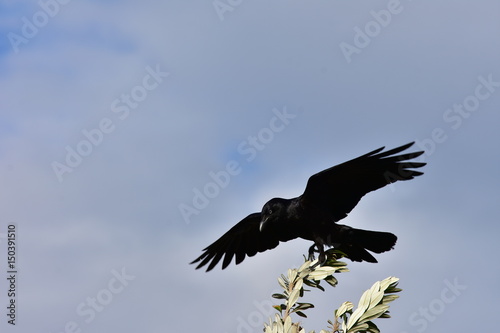 Australian raven Corvus coronoides on thin tree branch ready to take off. © Daniel Poloha