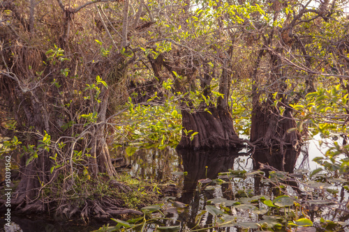 Swamp with green cypress and mangrove trees . Florida wetland. Trees reflecting in the water on a warm summer day. USA