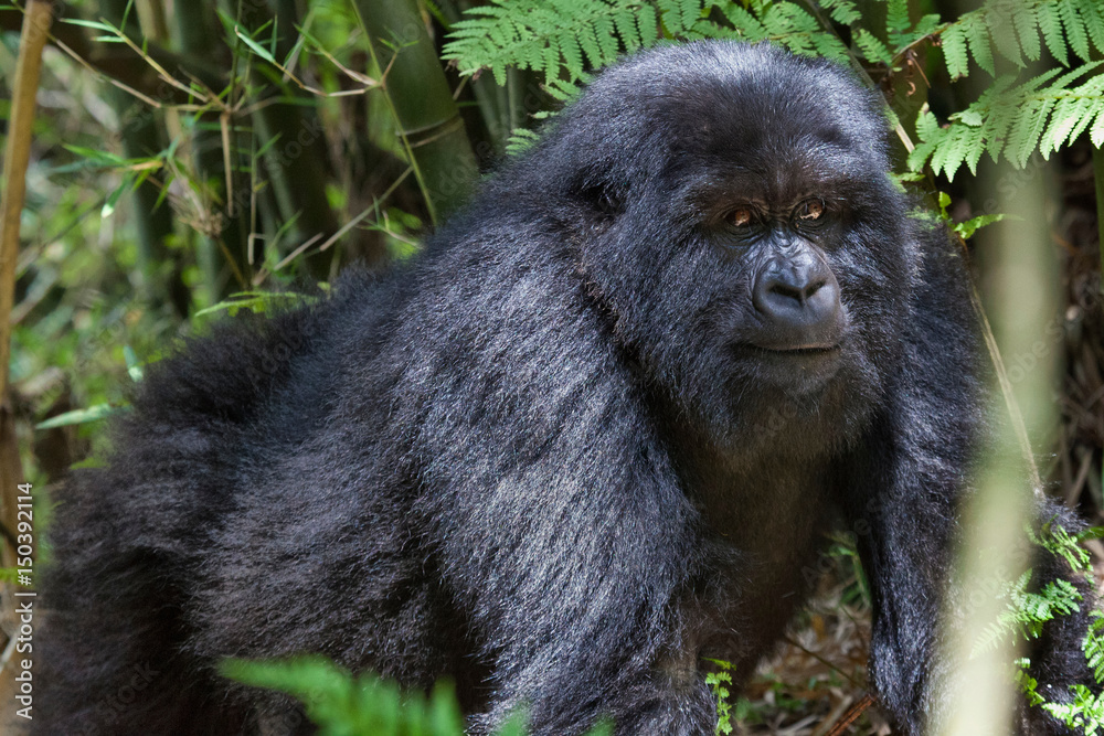 Mountain Gorilla, Volcanoes National Park, Rwanda Mountain Gorilla, Volcanoes National Park, Rwanda