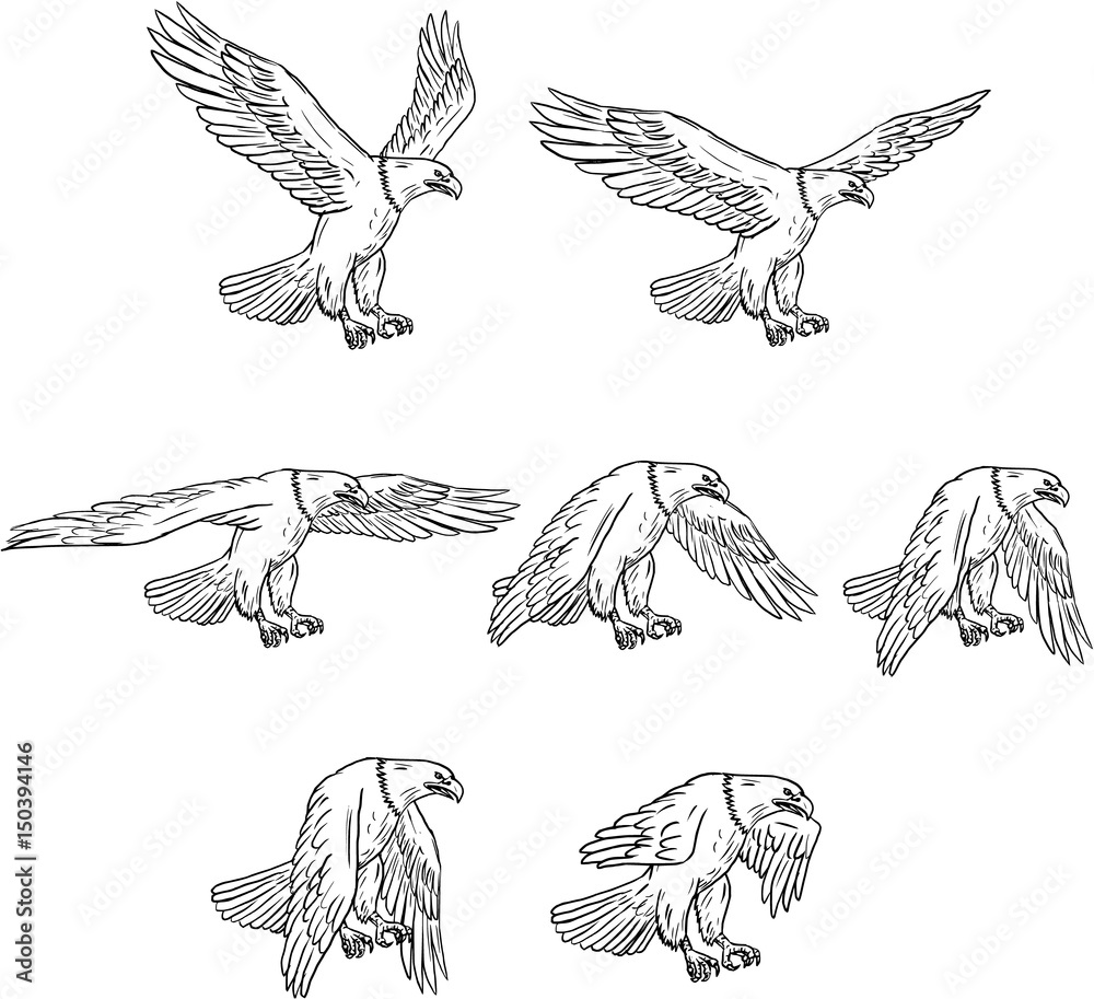 Fototapeta premium Bald Eagle Flying Drawing Collection Set