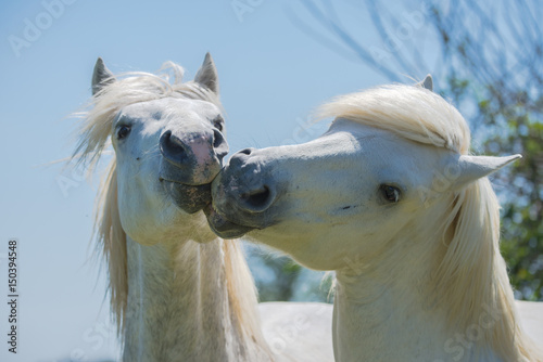 Fototapeta Naklejka Na Ścianę i Meble -  Two horses kissing, love in Camargue