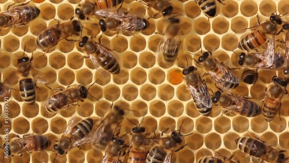 Active work of bees.
Bees build honeycombs. They work in a team.
Active work of bees.
Bees build honeycombs. They work in a team.