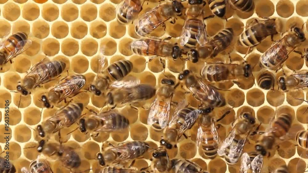 Active work of bees.
Bees build honeycombs. They work in a team.
Active work of bees.
Bees build honeycombs. They work in a team.