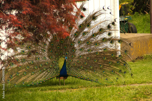 Blauer Pfau schlägt Rad photo