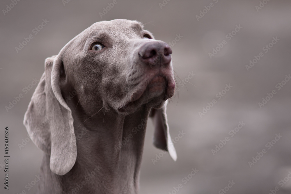 portrait of weimaraner dog portrait of weimaraner dog