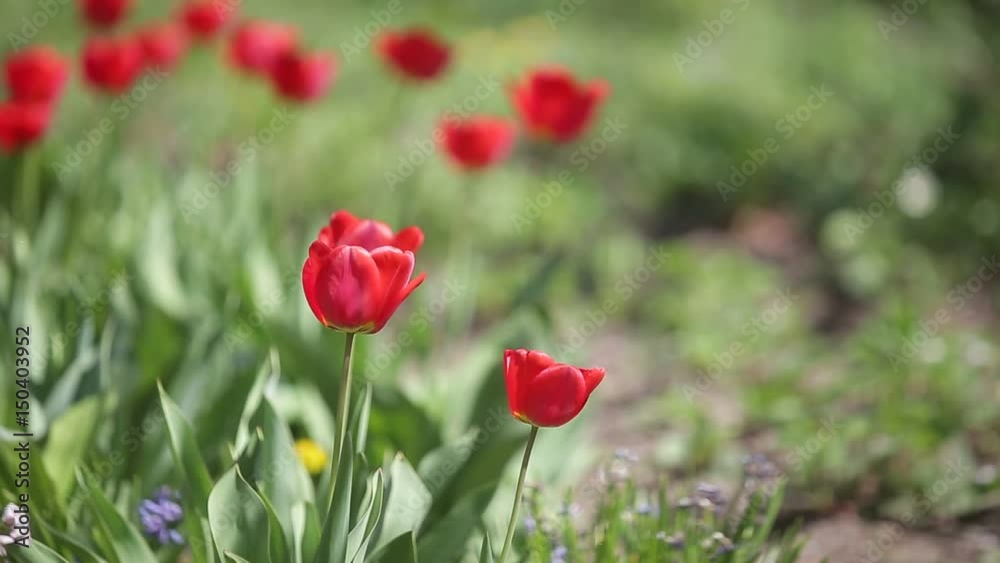 Flowers Flowers