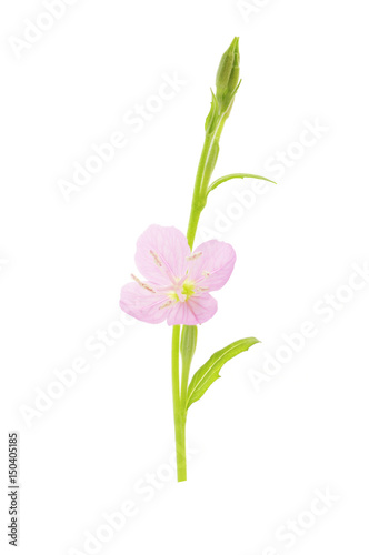 flower of primrose on a white background © pulia