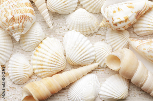 sea shell on a white wooden background