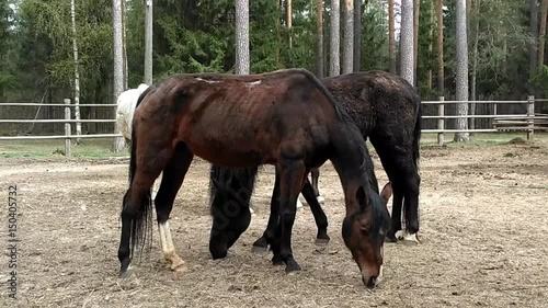 Thin, shedding horses, with ribs stick out and a wound on the back, in the yard photo