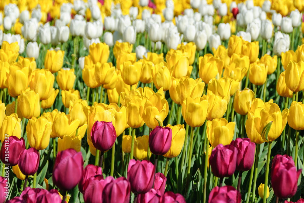 Red tulips. Beautiful bouquet of tulips. colorful tulips. Red tulips. Beautiful bouquet of tulips. colorful tulips.