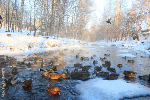 bird on winter pond ducks overwinter