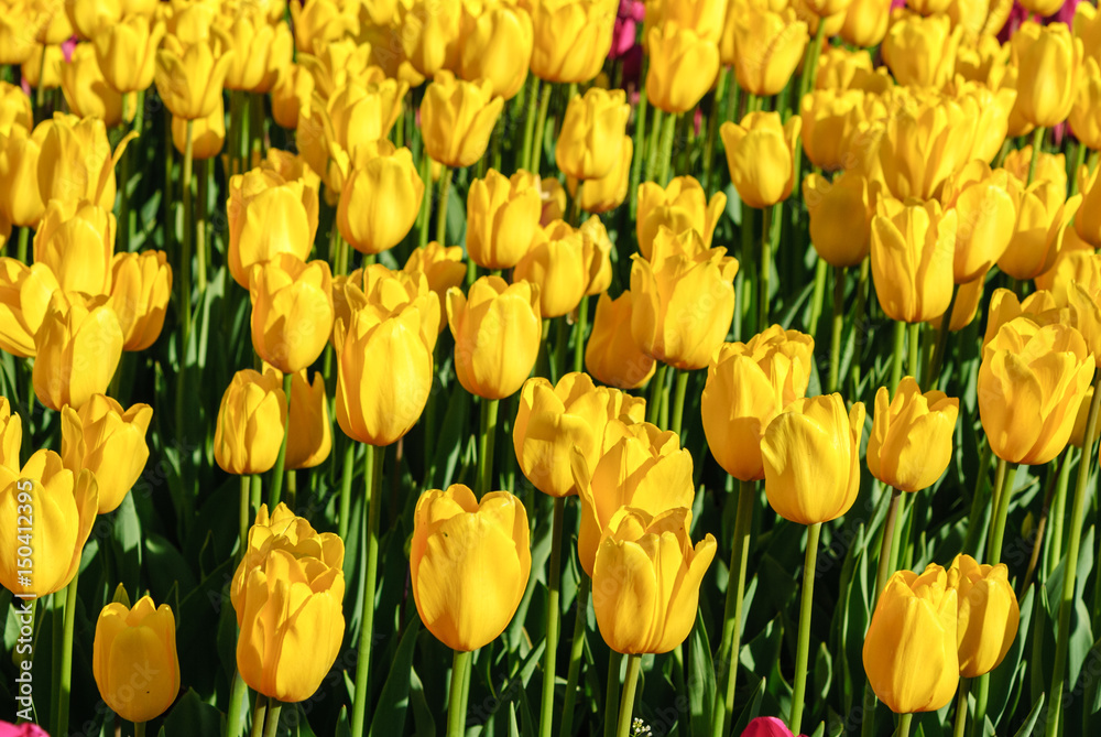 Red tulips. Beautiful bouquet of tulips. colorful tulips. Red tulips. Beautiful bouquet of tulips. colorful tulips.