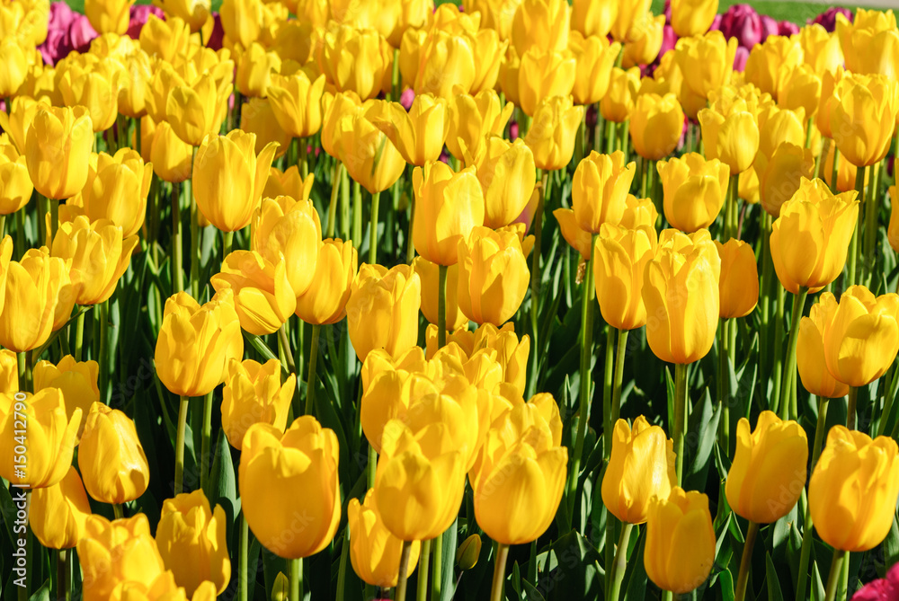 Obraz premium Red tulips. Beautiful bouquet of tulips. colorful tulips.
