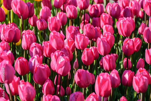 Red tulips. Beautiful bouquet of tulips. colorful tulips.
