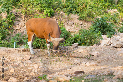 Endangered species in IUCN Red List of Threatened Species Banteng photo