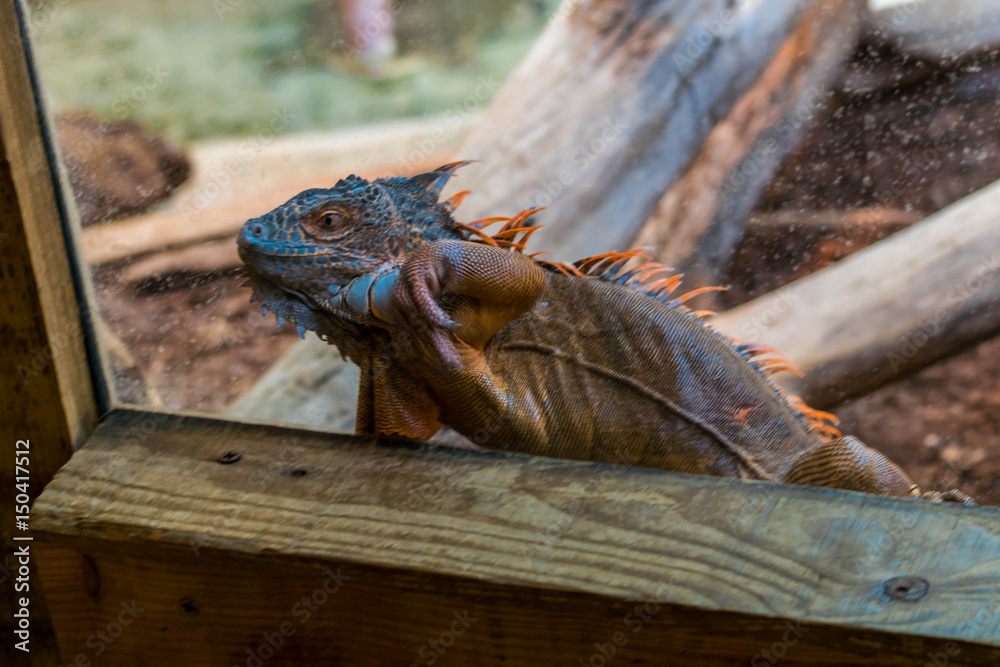 Fototapeta premium Iguane.