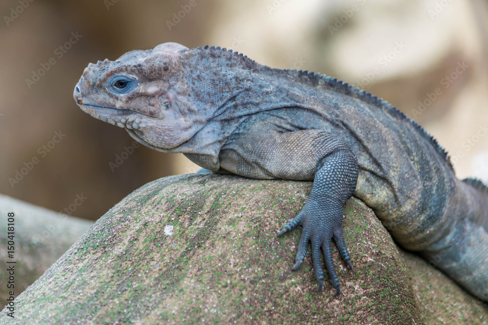 Obraz premium Iguane.