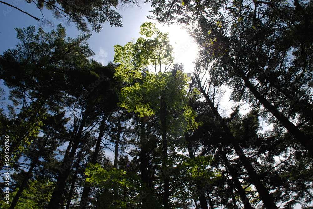 Obraz premium 東大台 大台ケ原